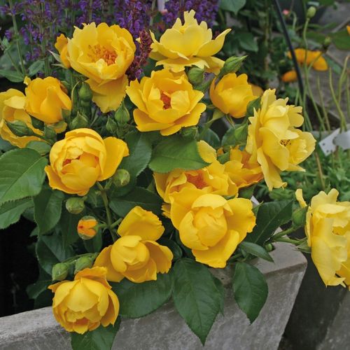 Tim Hermann Kordes - Rózsa - Lemon Fizz® - Online rózsa vásárlás